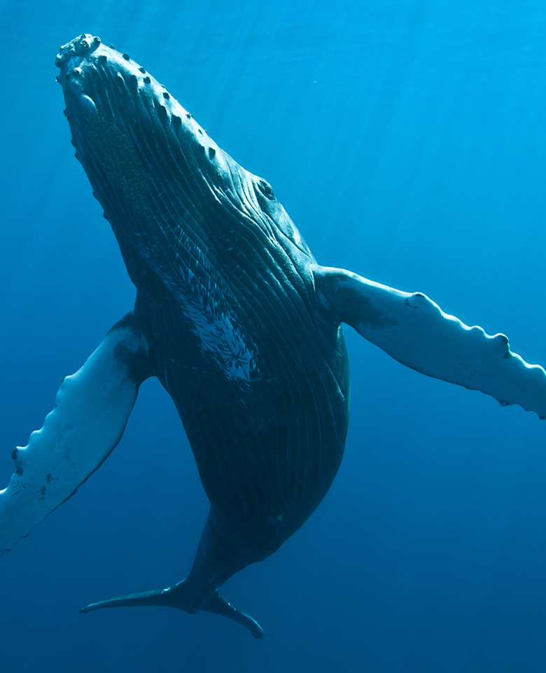 Balet de baleine