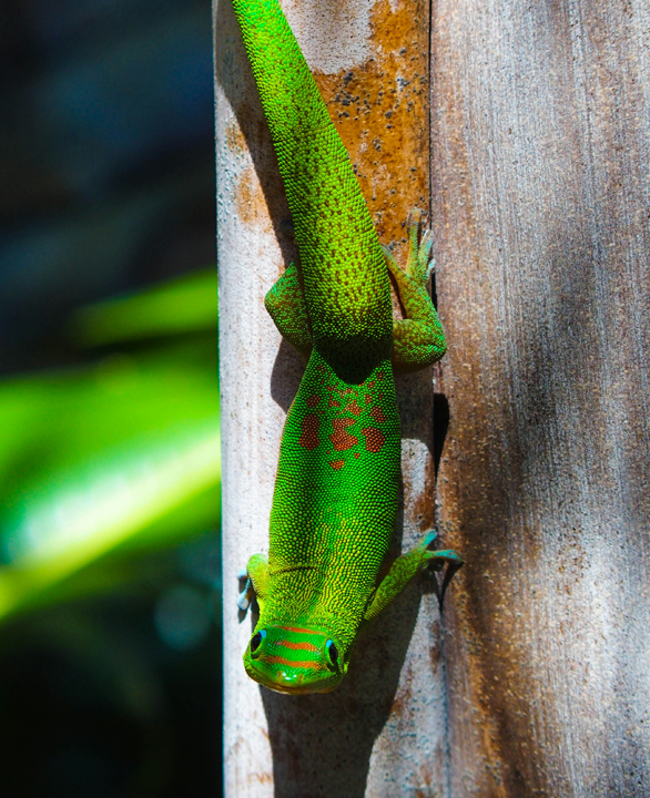 Gecko